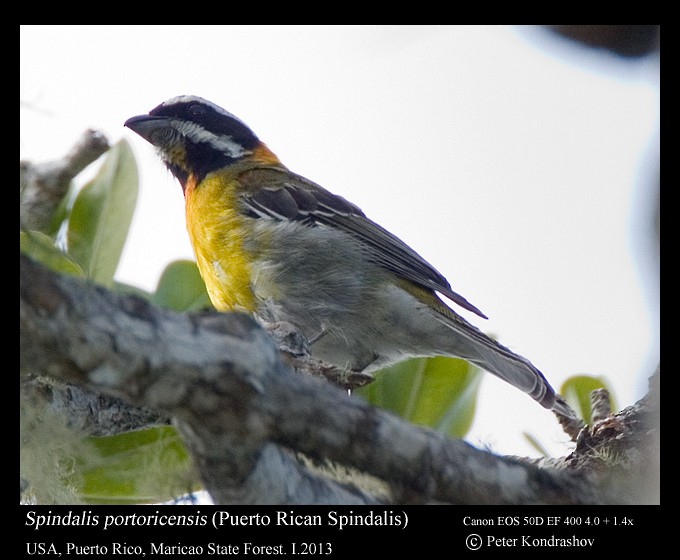Puerto Rican Spindalis - ML168471601