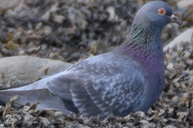 Rock Pigeon (Feral Pigeon) - ML168471751