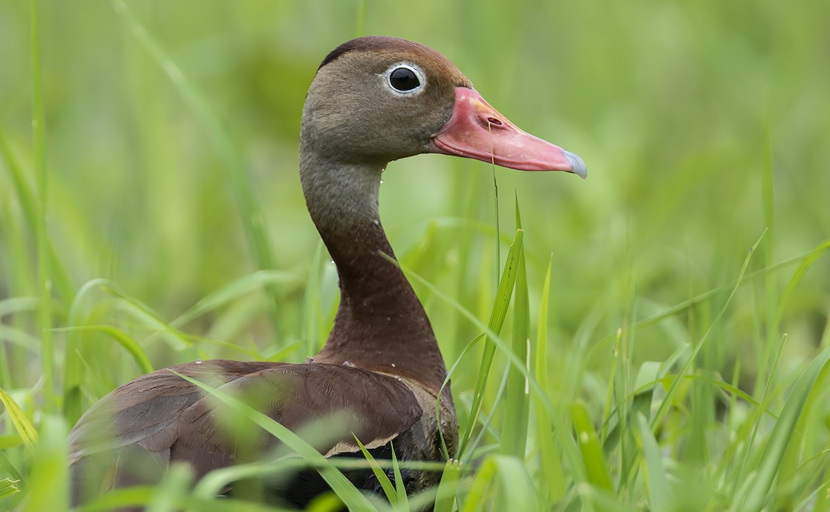 Black-bellied Whistling-Duck - Andrés Posada