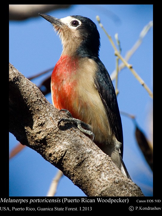 Puerto Rican Woodpecker - Peter Kondrashov
