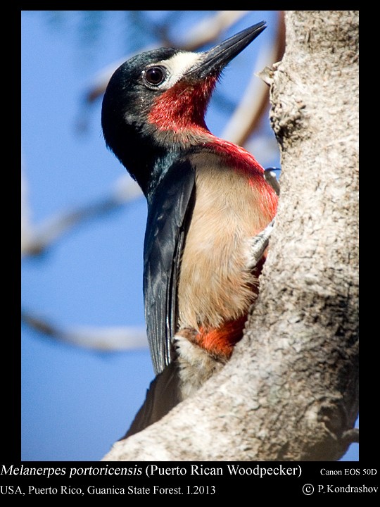 Puerto Rican Woodpecker - ML168473621