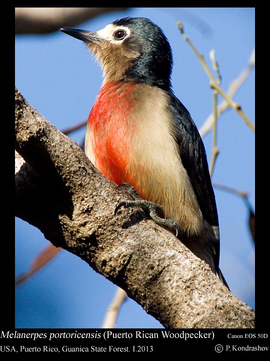 Puerto Rican Woodpecker - ML168473631