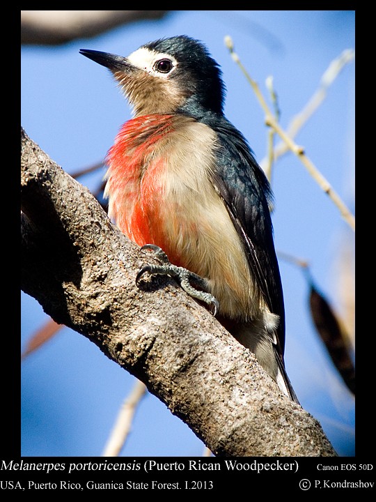 Puerto Rican Woodpecker - ML168473641