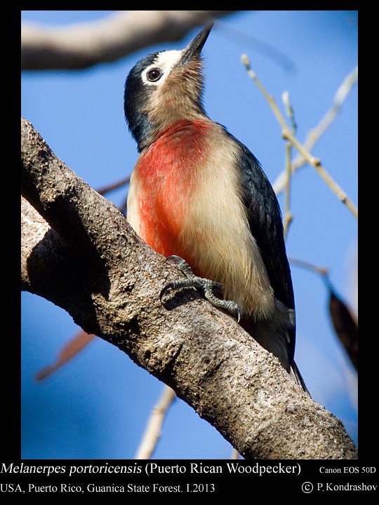 Puerto Rican Woodpecker - ML168473651
