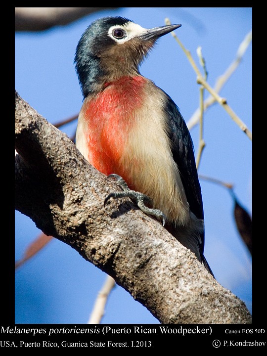 Puerto Rican Woodpecker - Peter Kondrashov