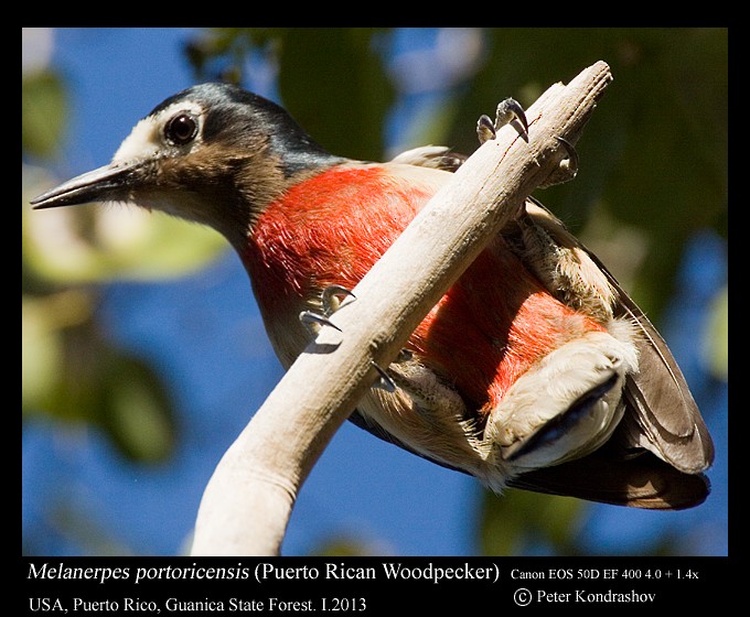 Puerto Rican Woodpecker - ML168473671