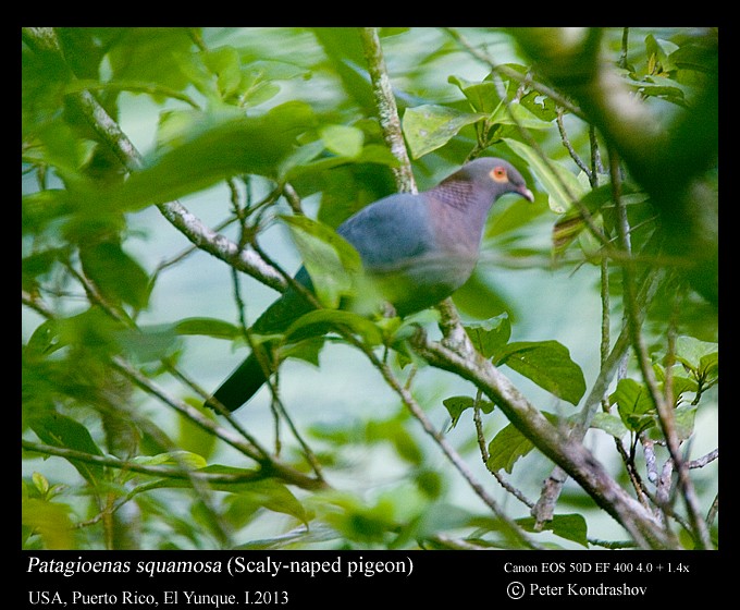 Scaly-naped Pigeon - ML168476611