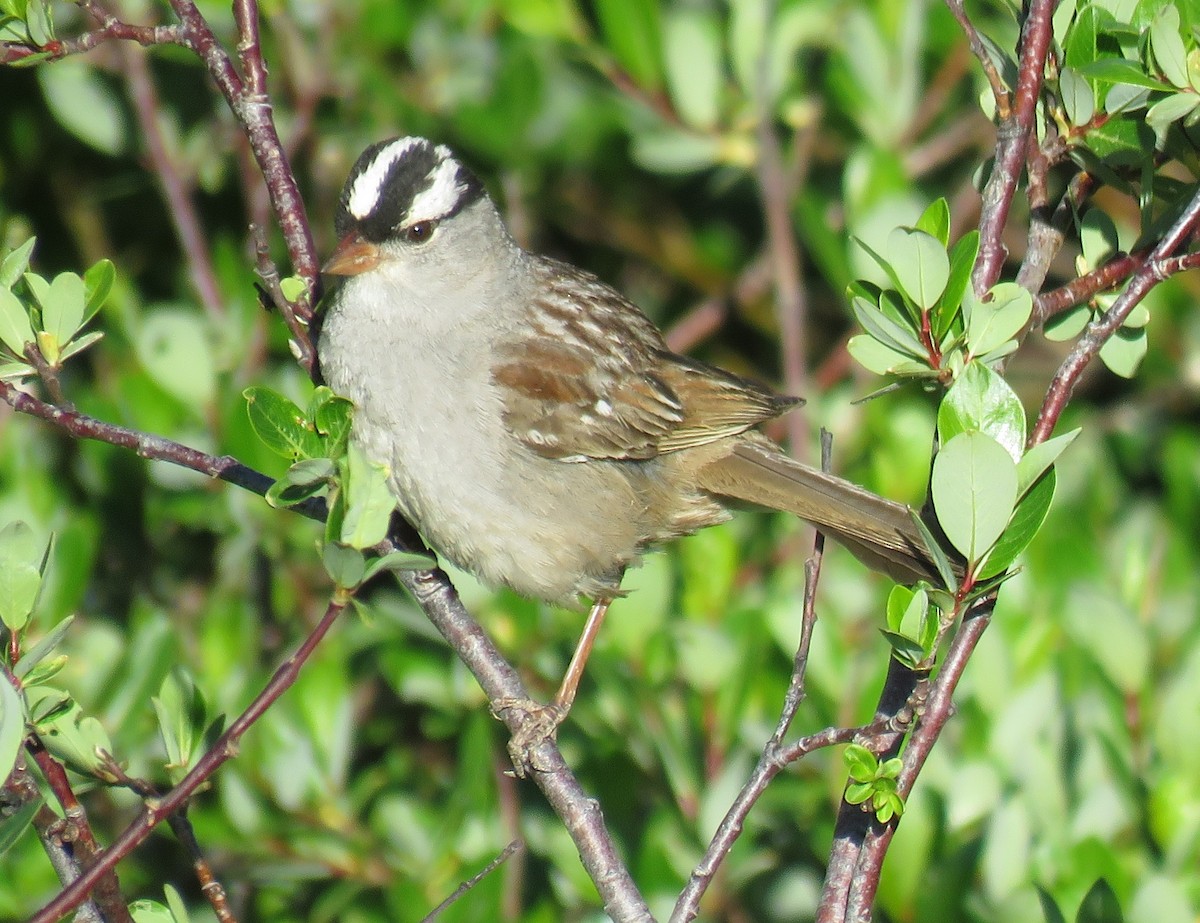 White-crowned Sparrow - Byron Greco