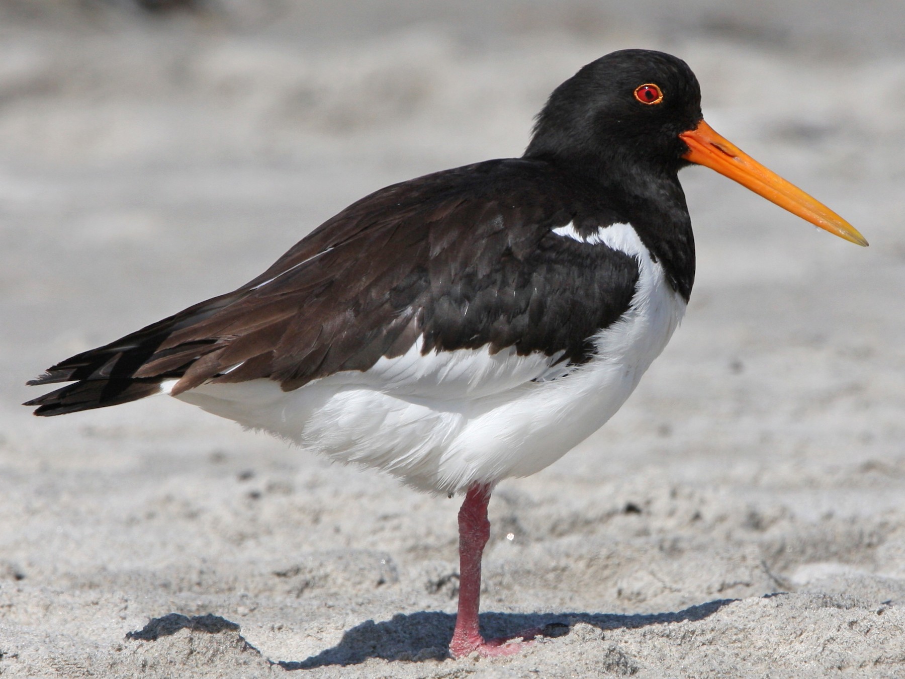 Eurasian Oystercatcher - Christoph Moning