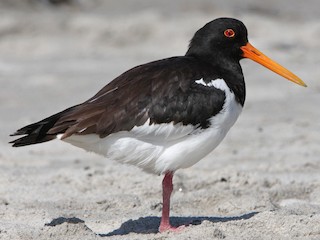 นกเต็มวัยในฤดูผสมพันธุ์ - Christoph Moning - ML168484841