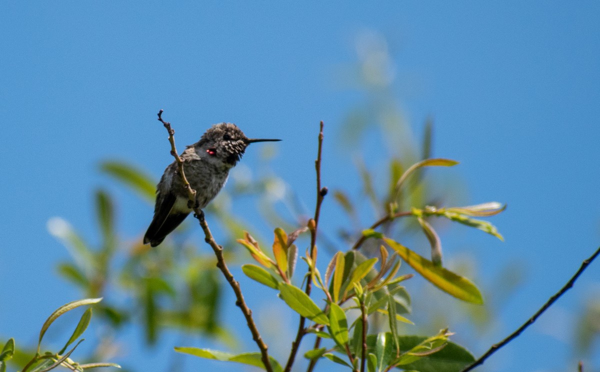 Anna's Hummingbird - Ched Whitney