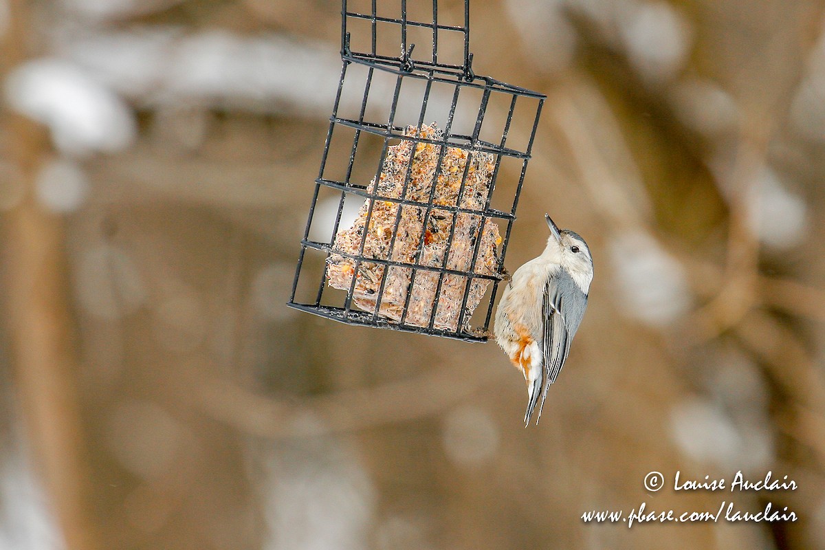 White-breasted Nuthatch - ML168486081