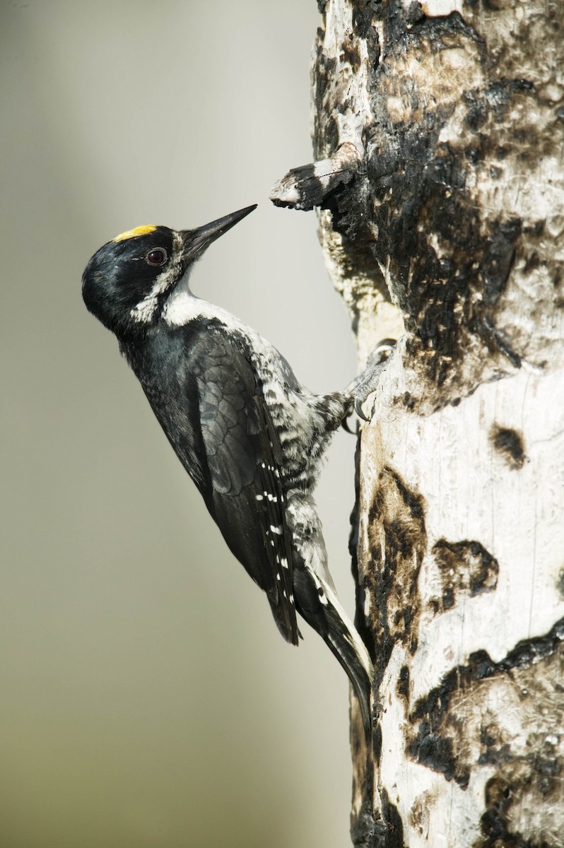 Black-backed Woodpecker - John VanOrman