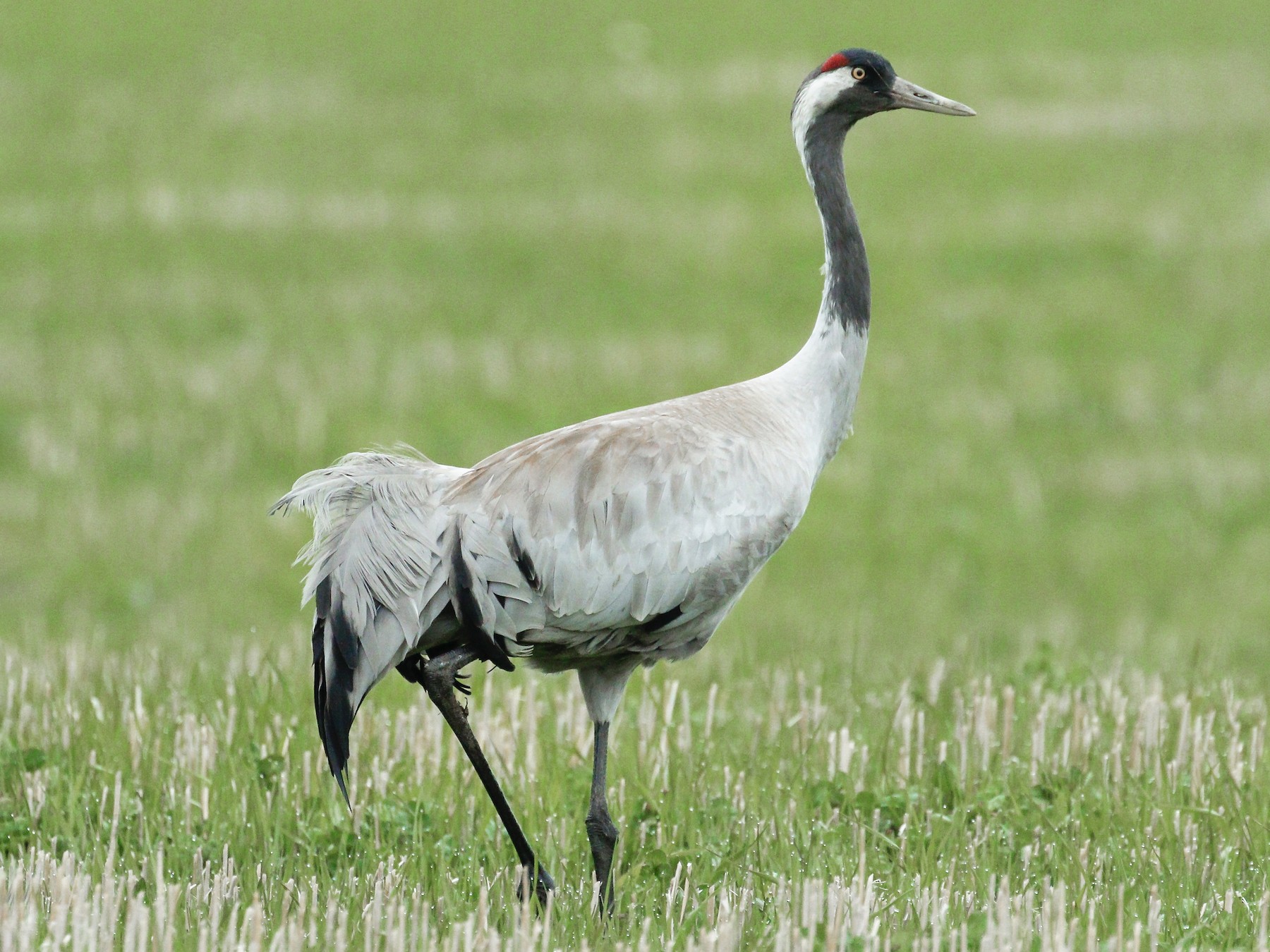 Common Crane - James Kennerley