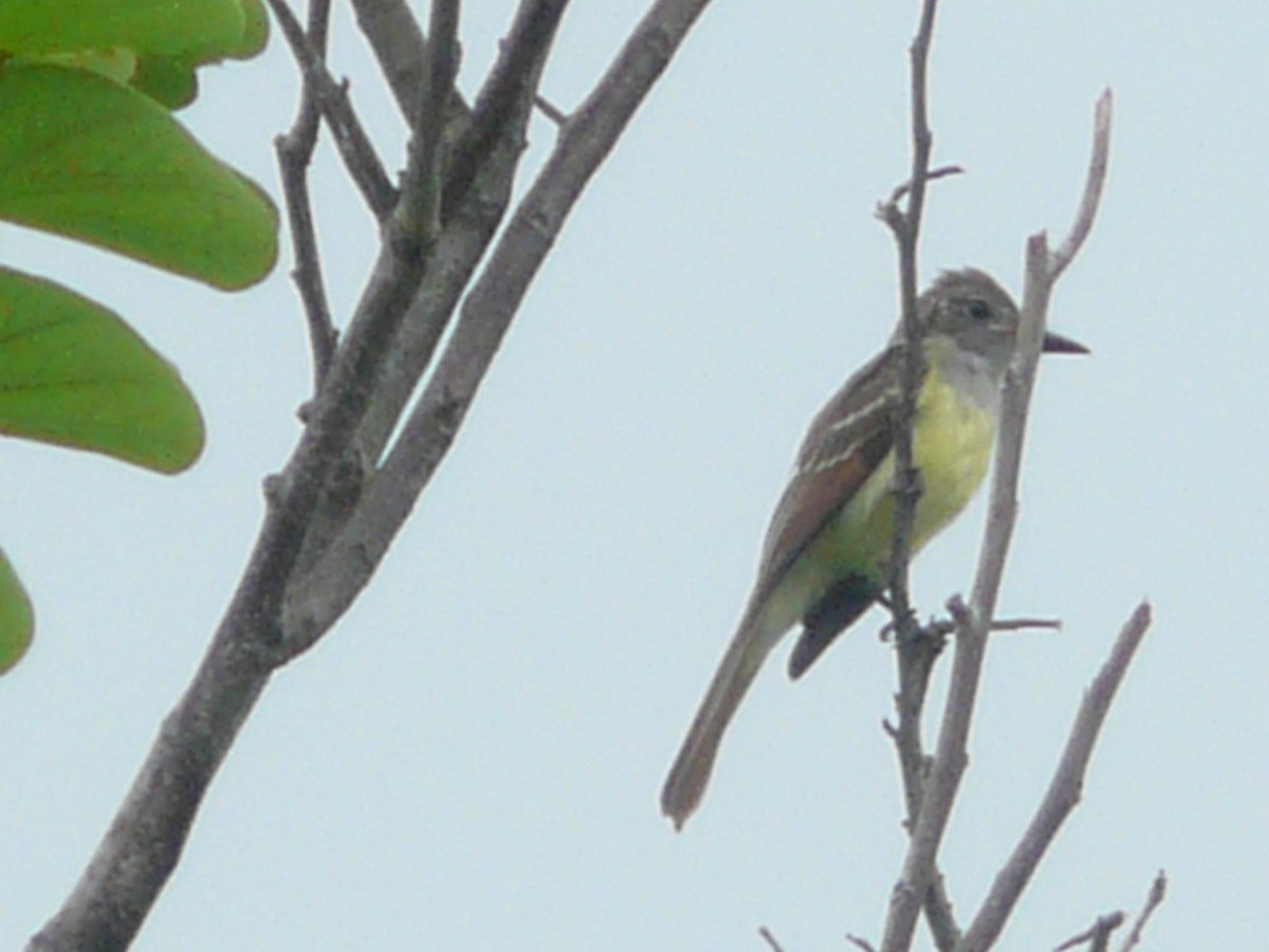 Great Crested Flycatcher - ML168488441
