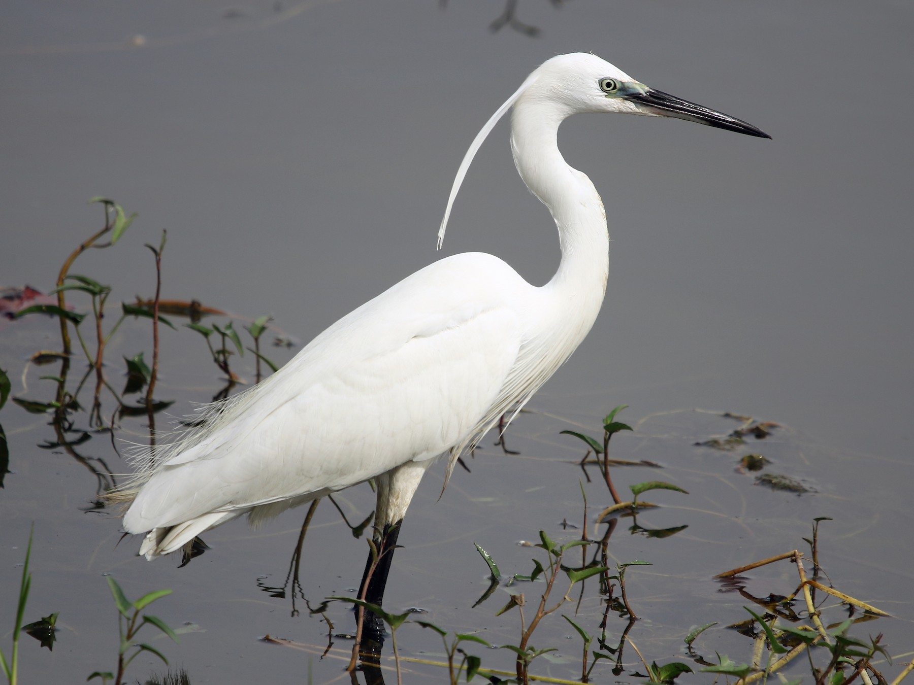 Little Egret? Do they exist with these colors? : r/birding