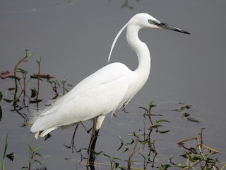 コサギ - eBird