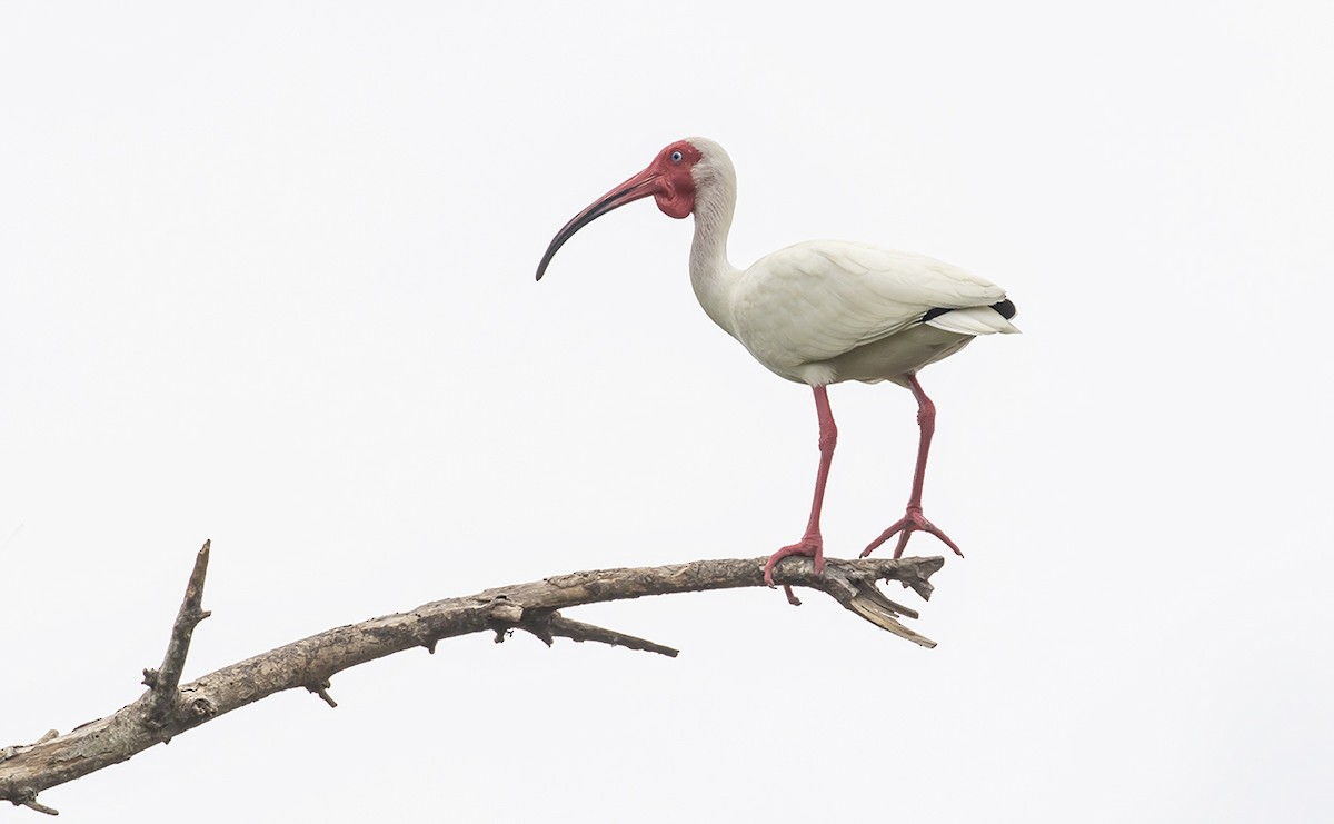 White Ibis - Andrés Posada