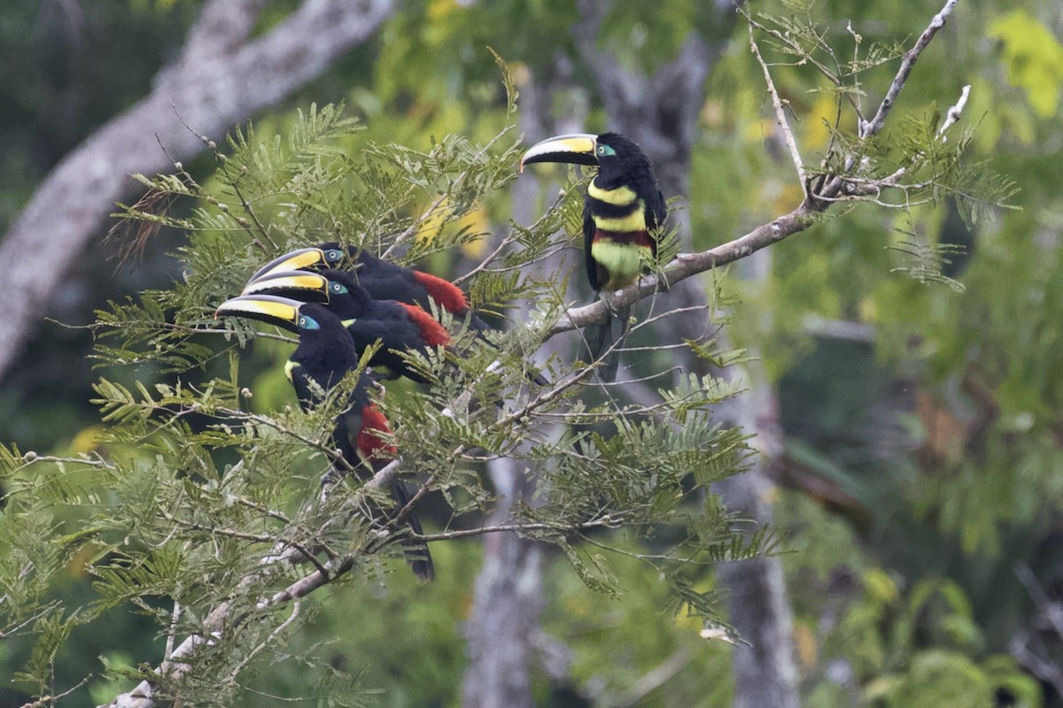 Many-banded Aracari - Stan Lilley