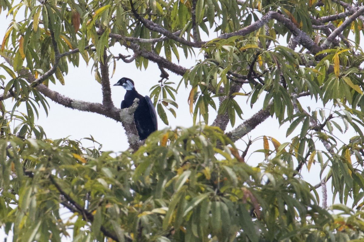 Bare-necked Fruitcrow - Stan Lilley