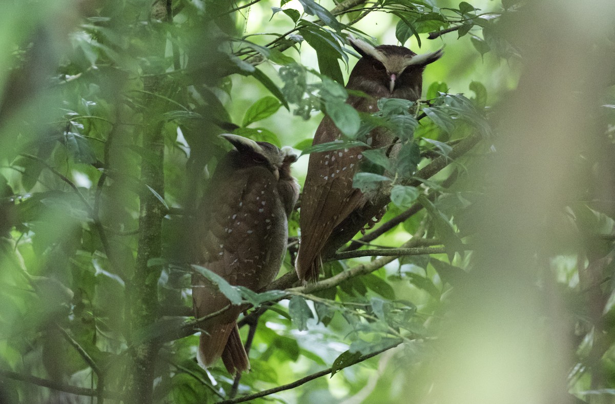 Crested Owl - ML168495571