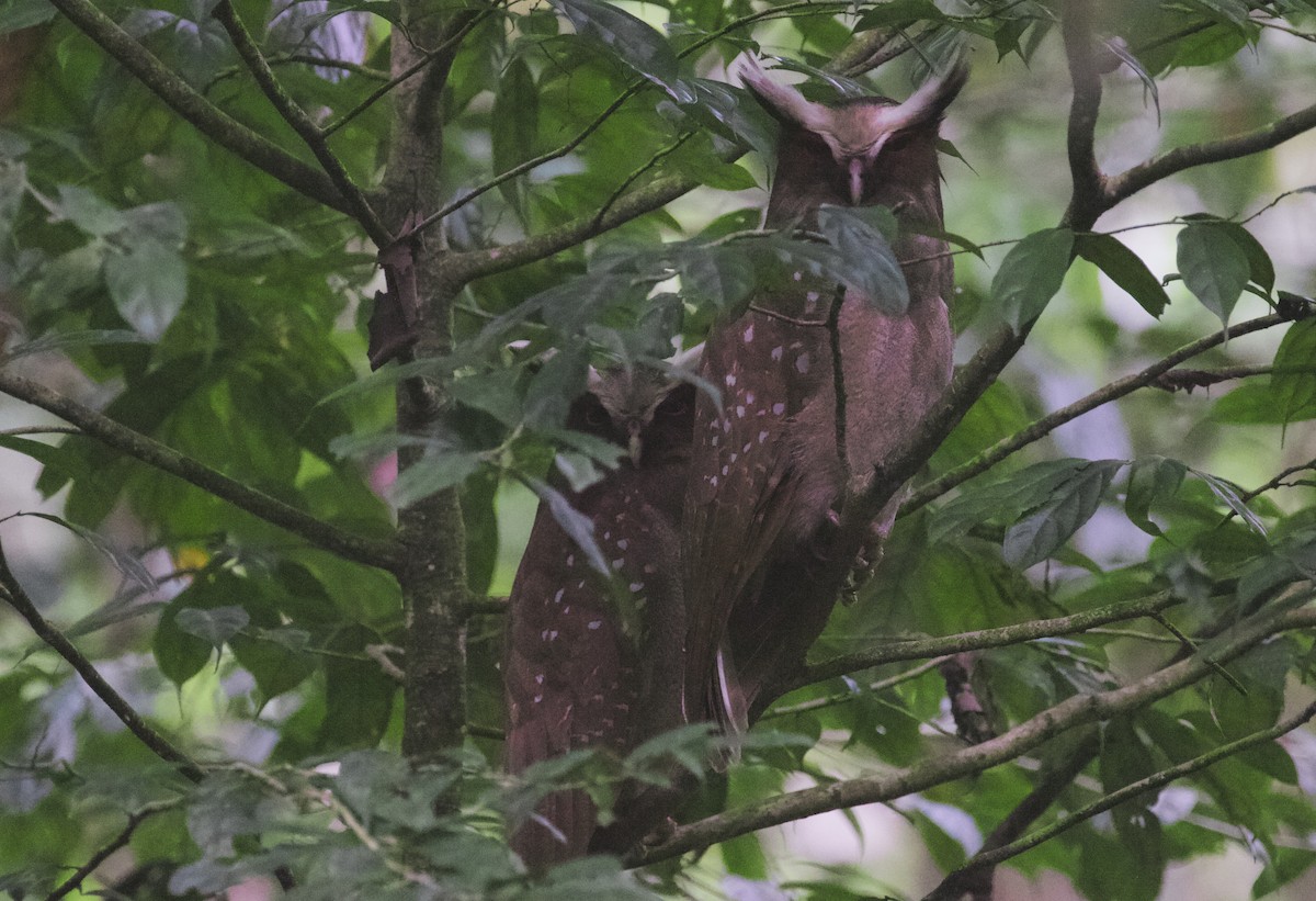 Crested Owl - ML168495591
