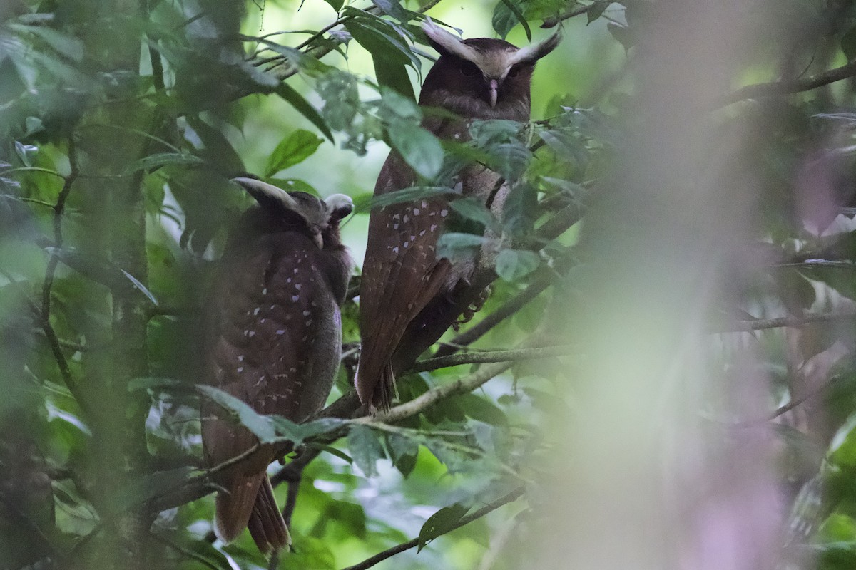 Crested Owl - ML168495601