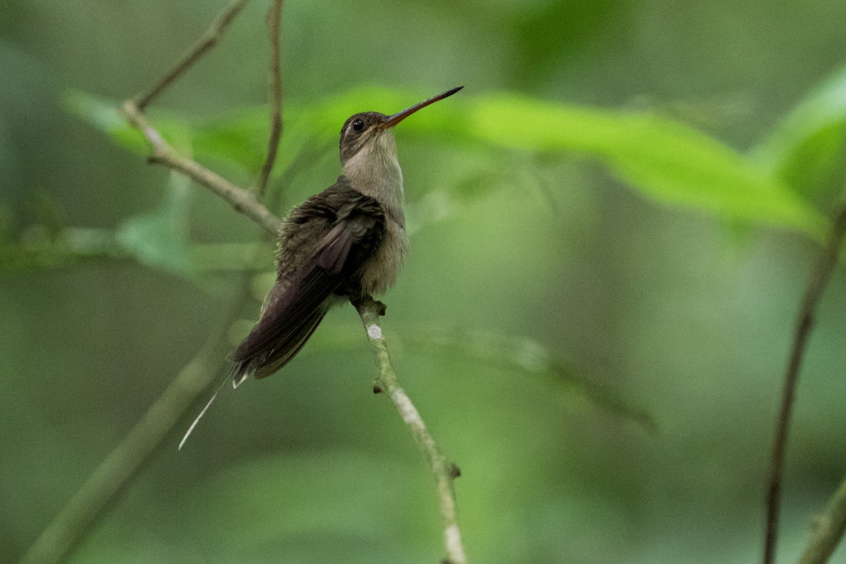 kolibřík šídlozobý - ML168496221