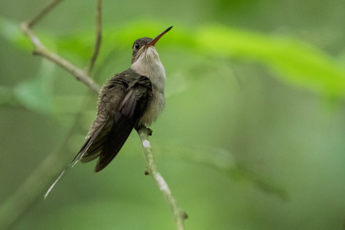 kolibřík šídlozobý - ML168496231