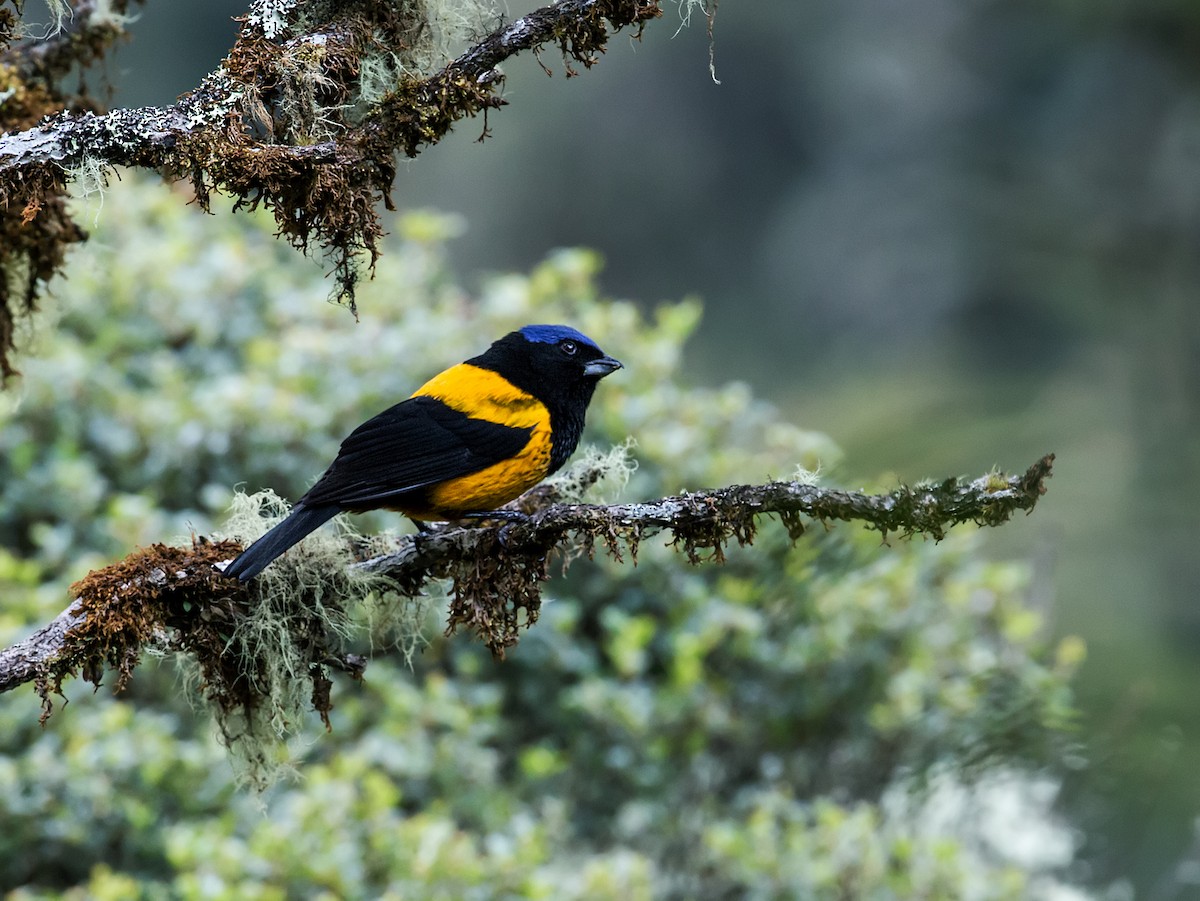 Golden-backed Mountain Tanager - ML168496251