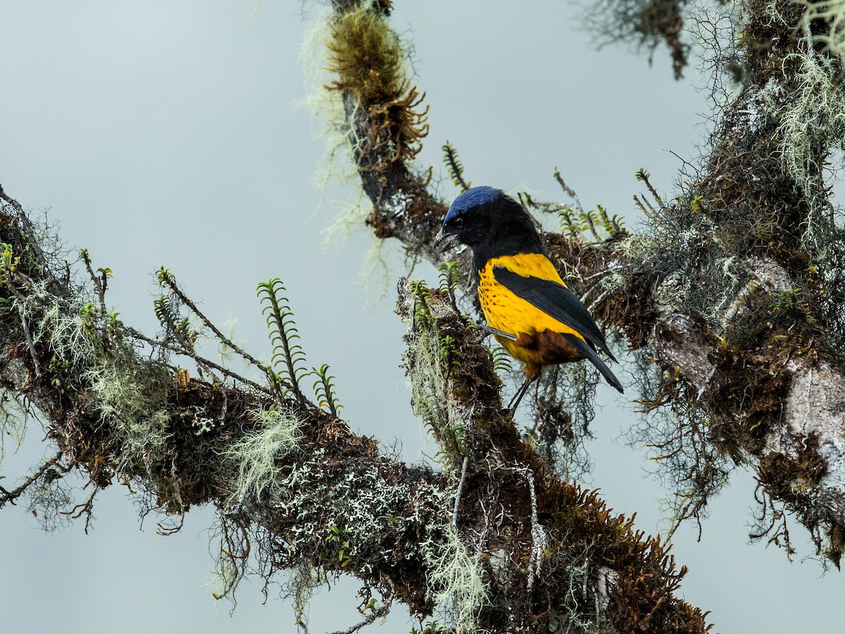 Golden-backed Mountain Tanager - ML168496271