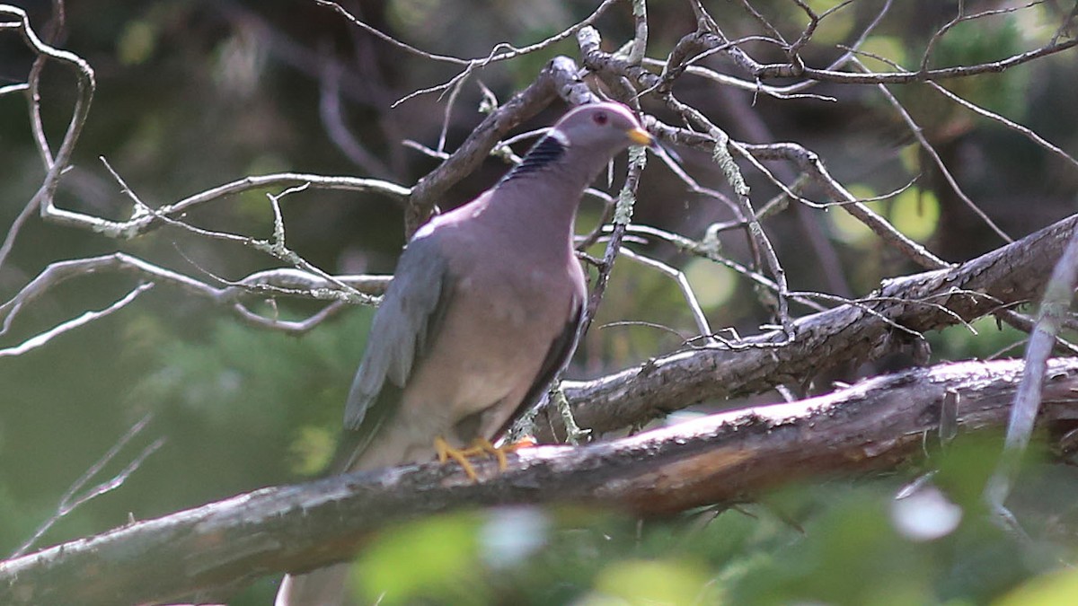 Band-tailed Pigeon - ML168497001