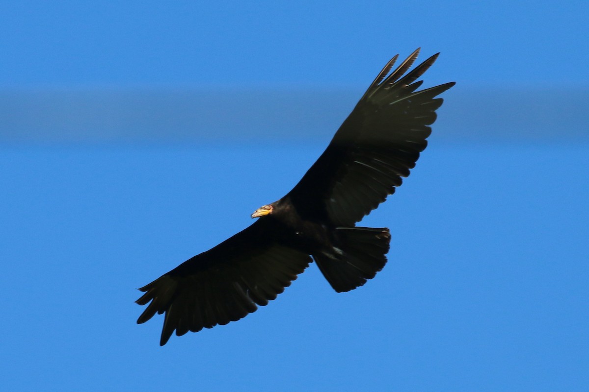 Greater Yellow-headed Vulture - ML168497091
