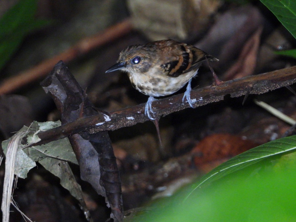 Spotted Antbird - A Huang Winoto