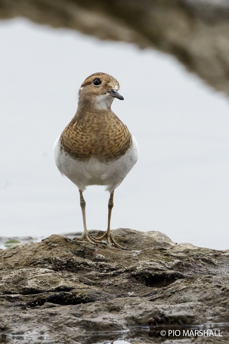 Rufous-chested Dotterel - ML168500821