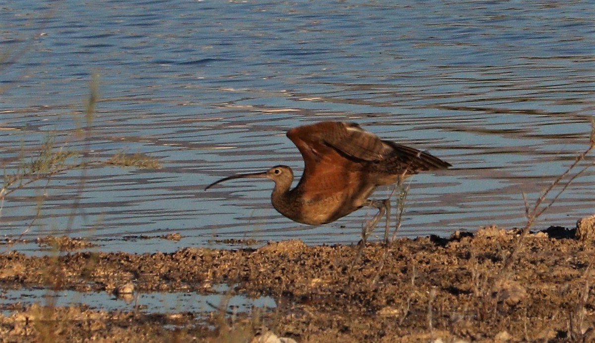 Long-billed Curlew - ML168501181