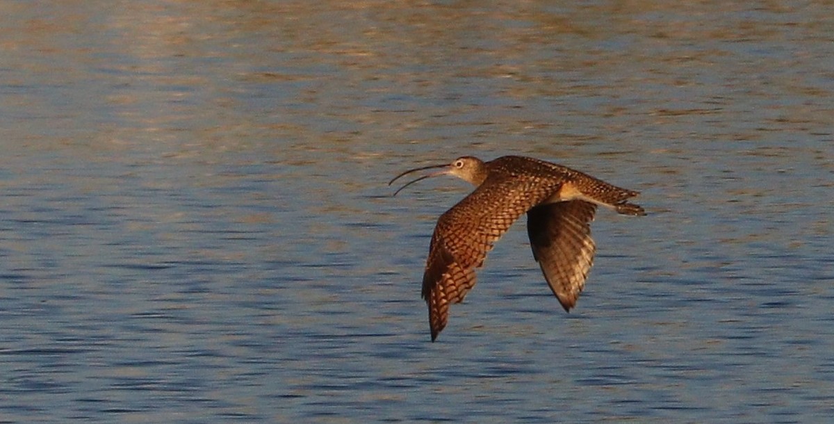 Long-billed Curlew - ML168501221