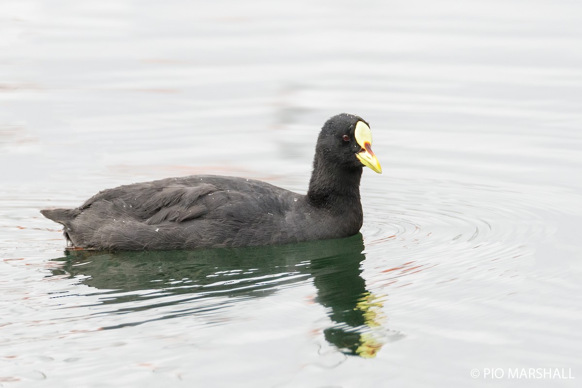 Red-gartered Coot - ML168502011