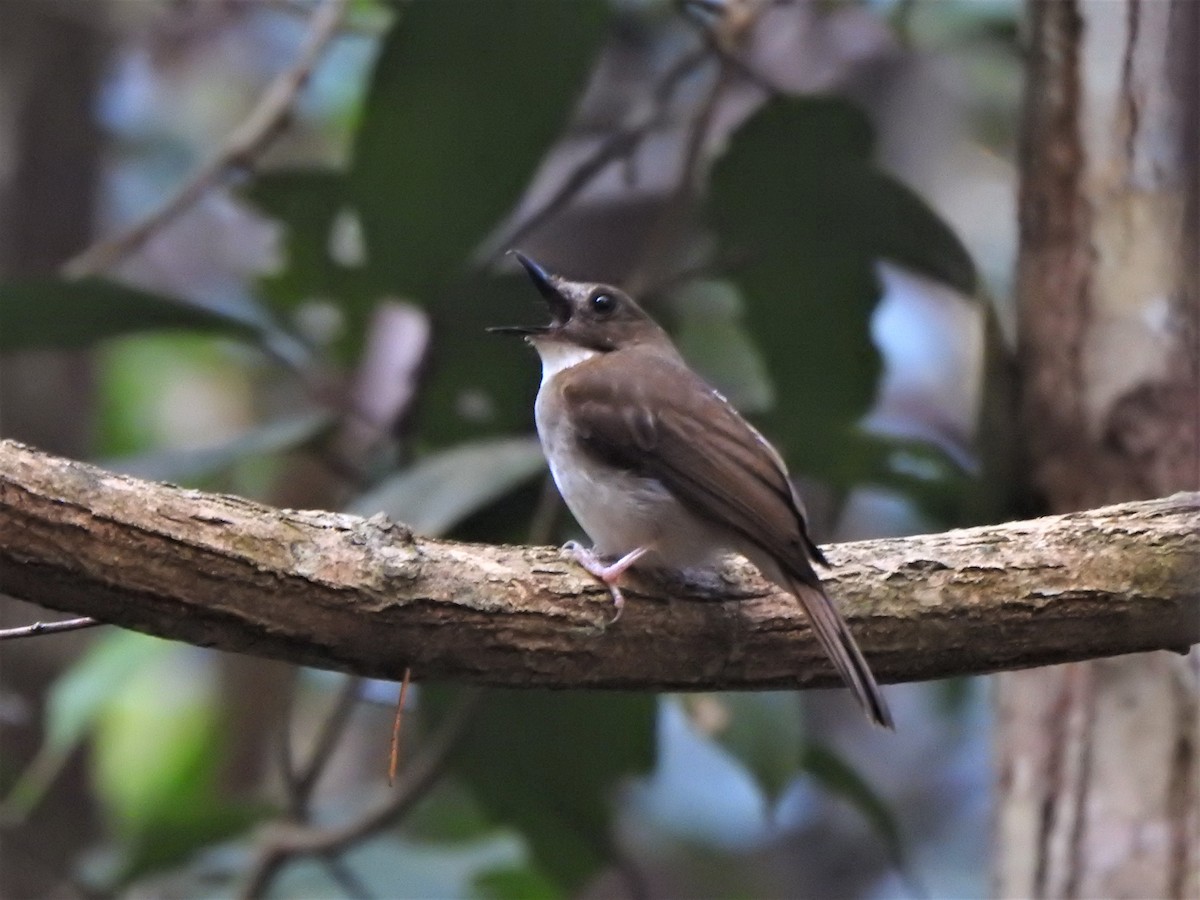 Gray-chested Jungle Flycatcher - ML168503251