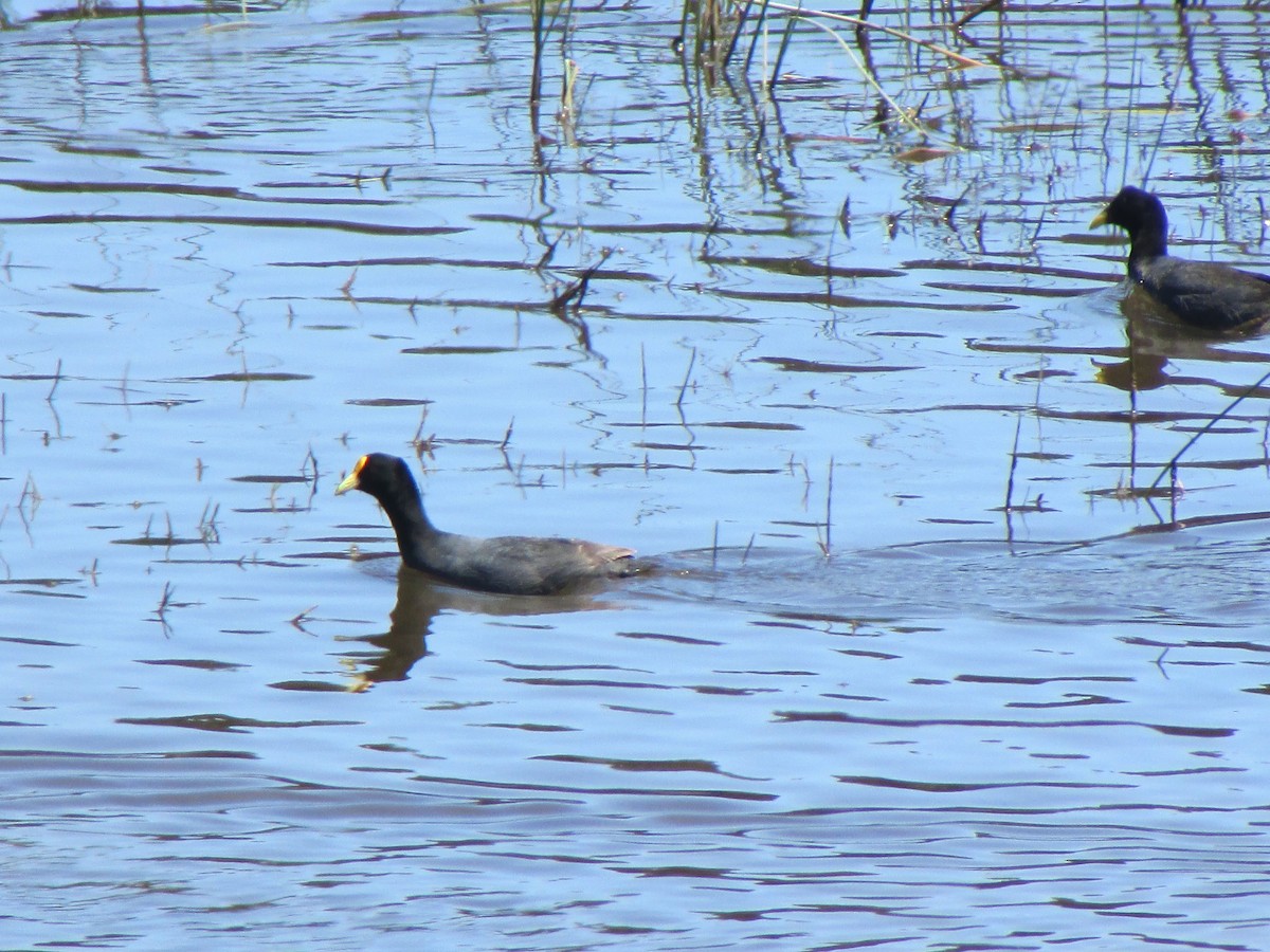 White-winged Coot - ML168503601
