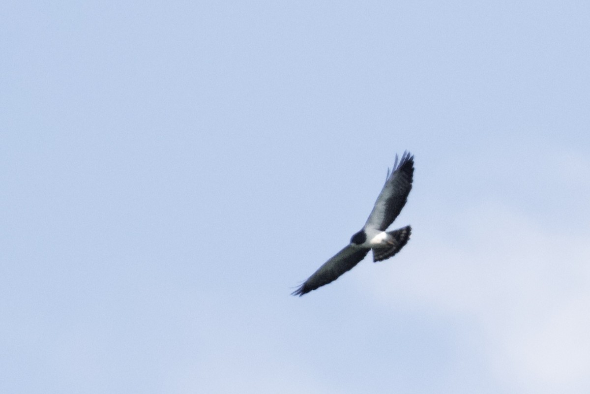 Short-tailed Hawk - ML168503791