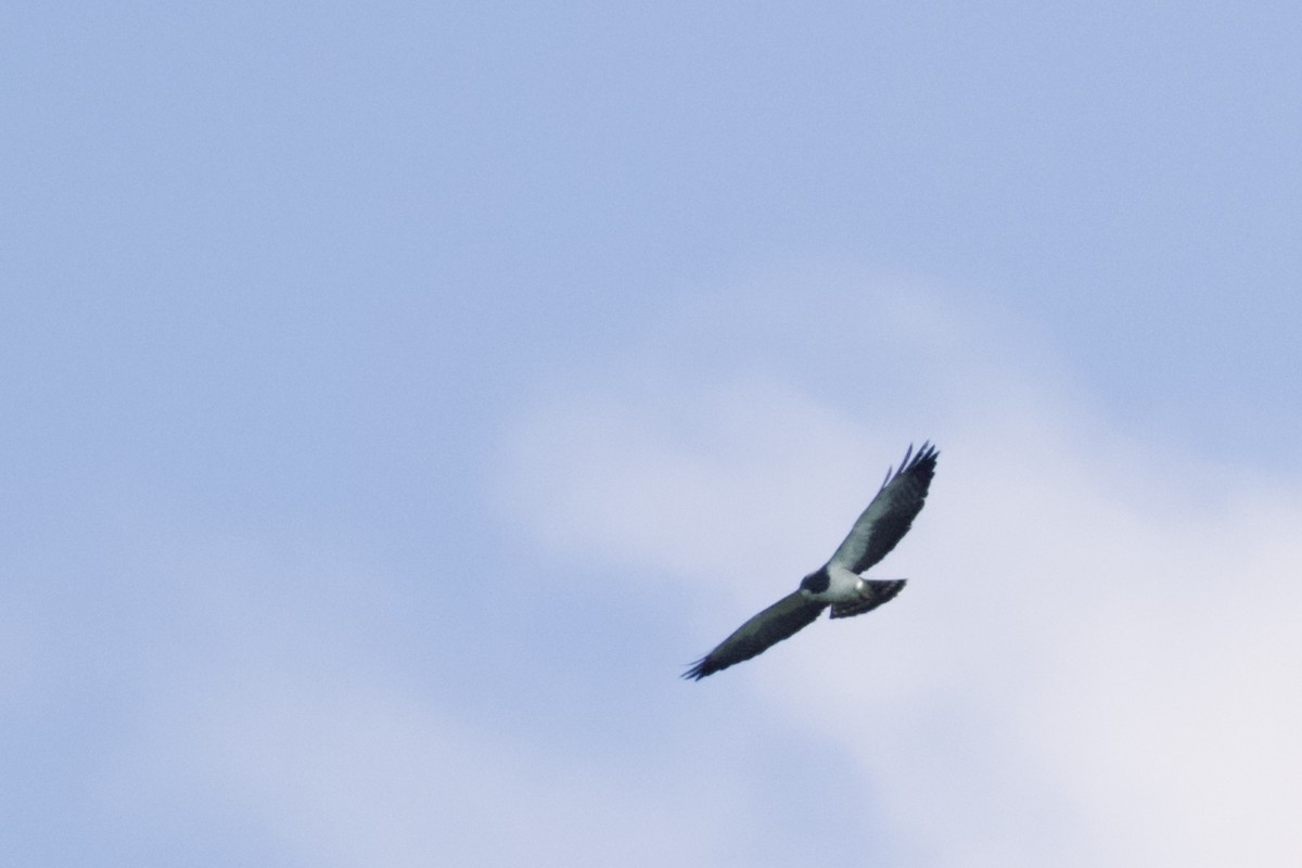 Short-tailed Hawk - ML168503801