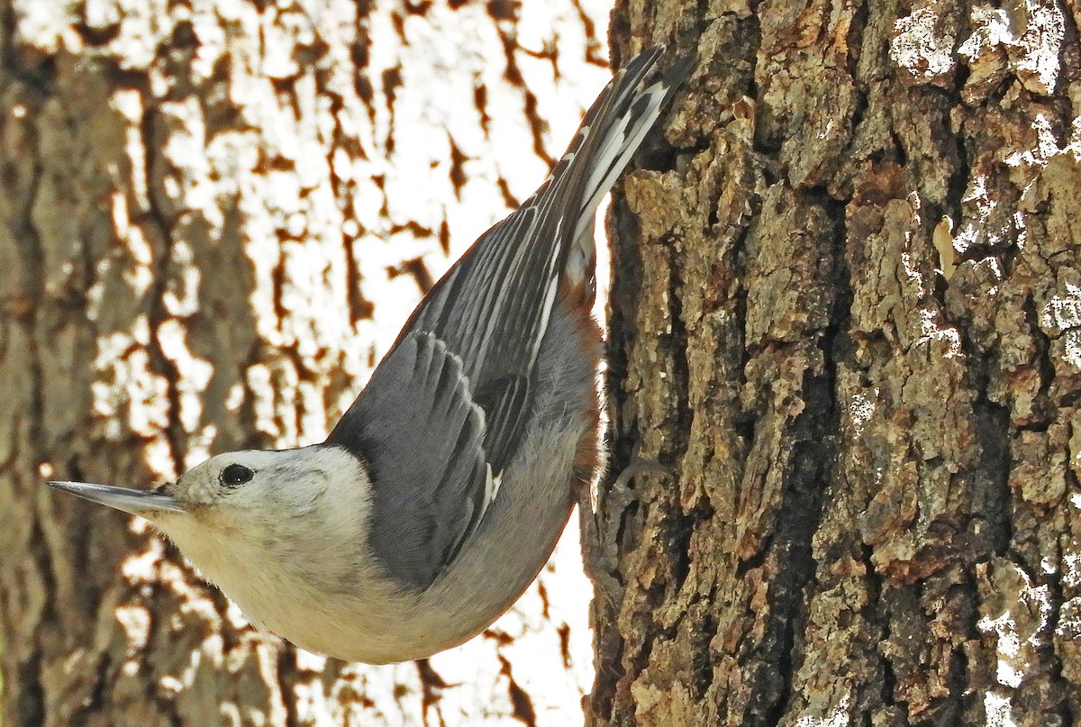 White-breasted Nuthatch - Ray Wershler