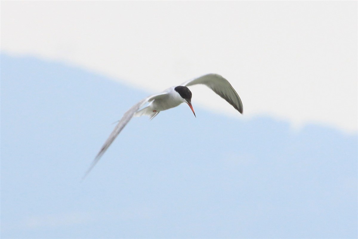 Common Tern - ML168509501