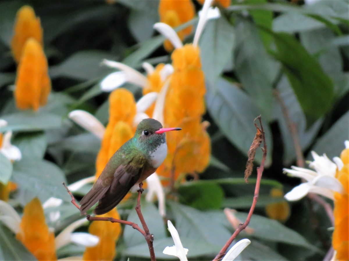 Amazilia Hummingbird - Pablo Cuervo
