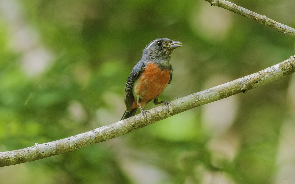 Gray-throated Chat - ML168512981
