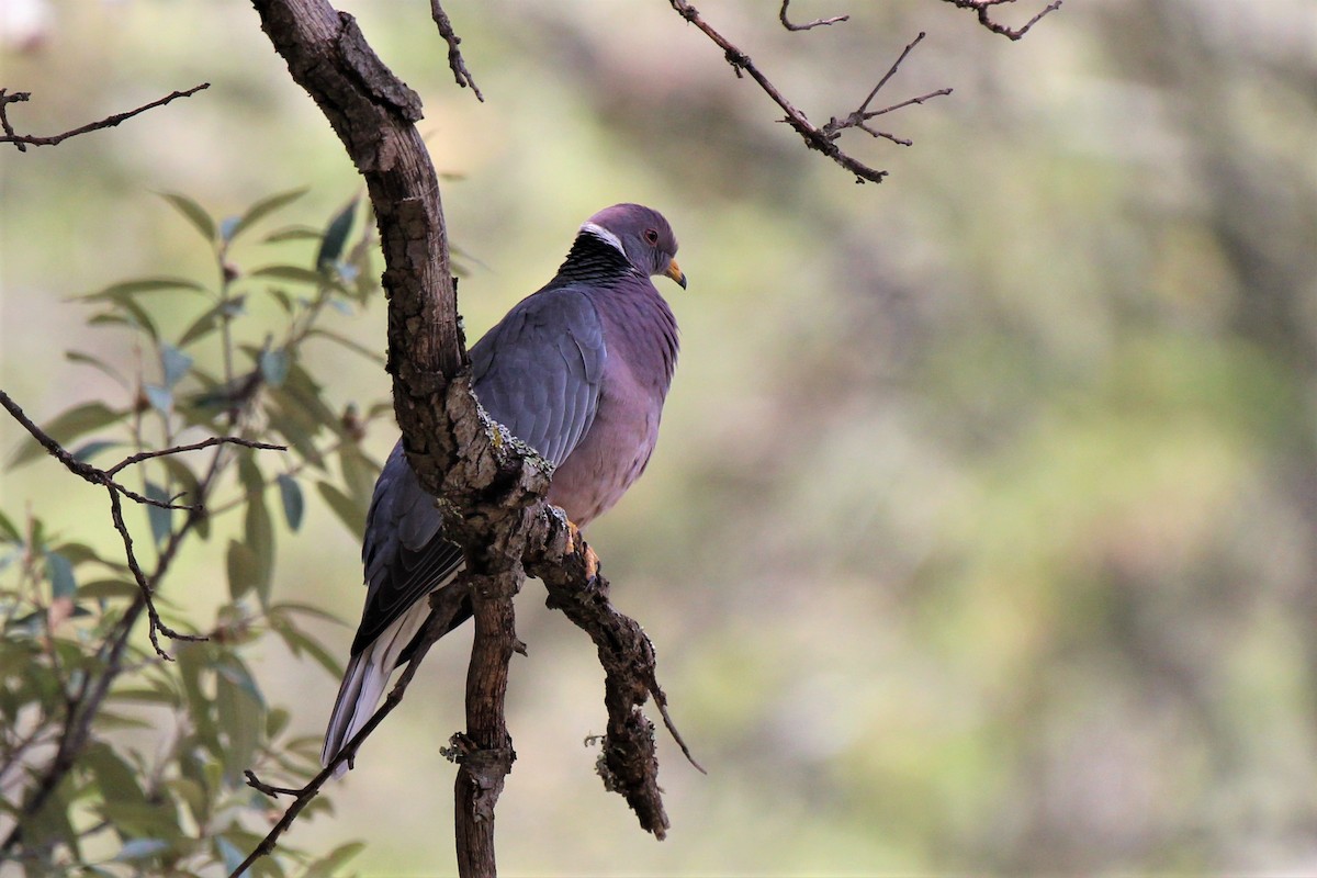 Band-tailed Pigeon - John hale