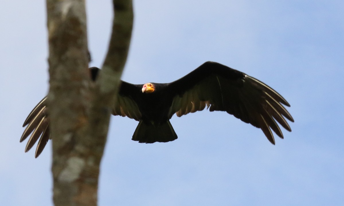 Greater Yellow-headed Vulture - ML168514421