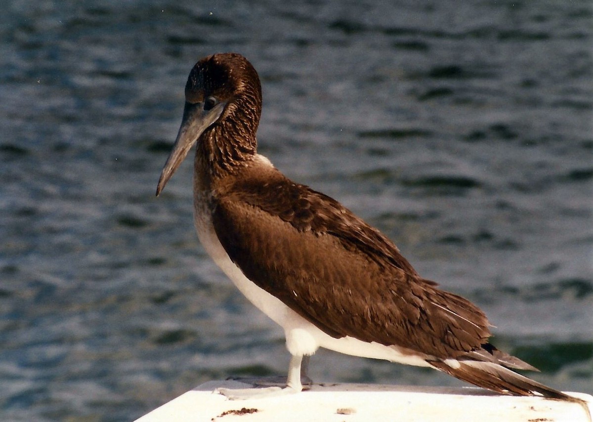 Blue-footed Booby - ML168519031