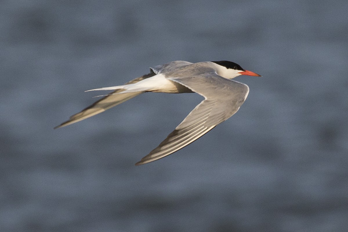 Common Tern - Ernst Mutchnick